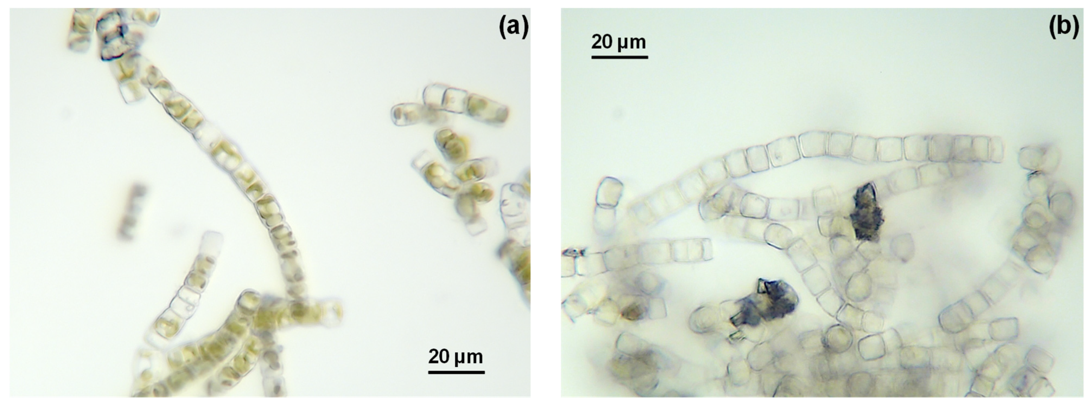 Phycology 05 00003 g006