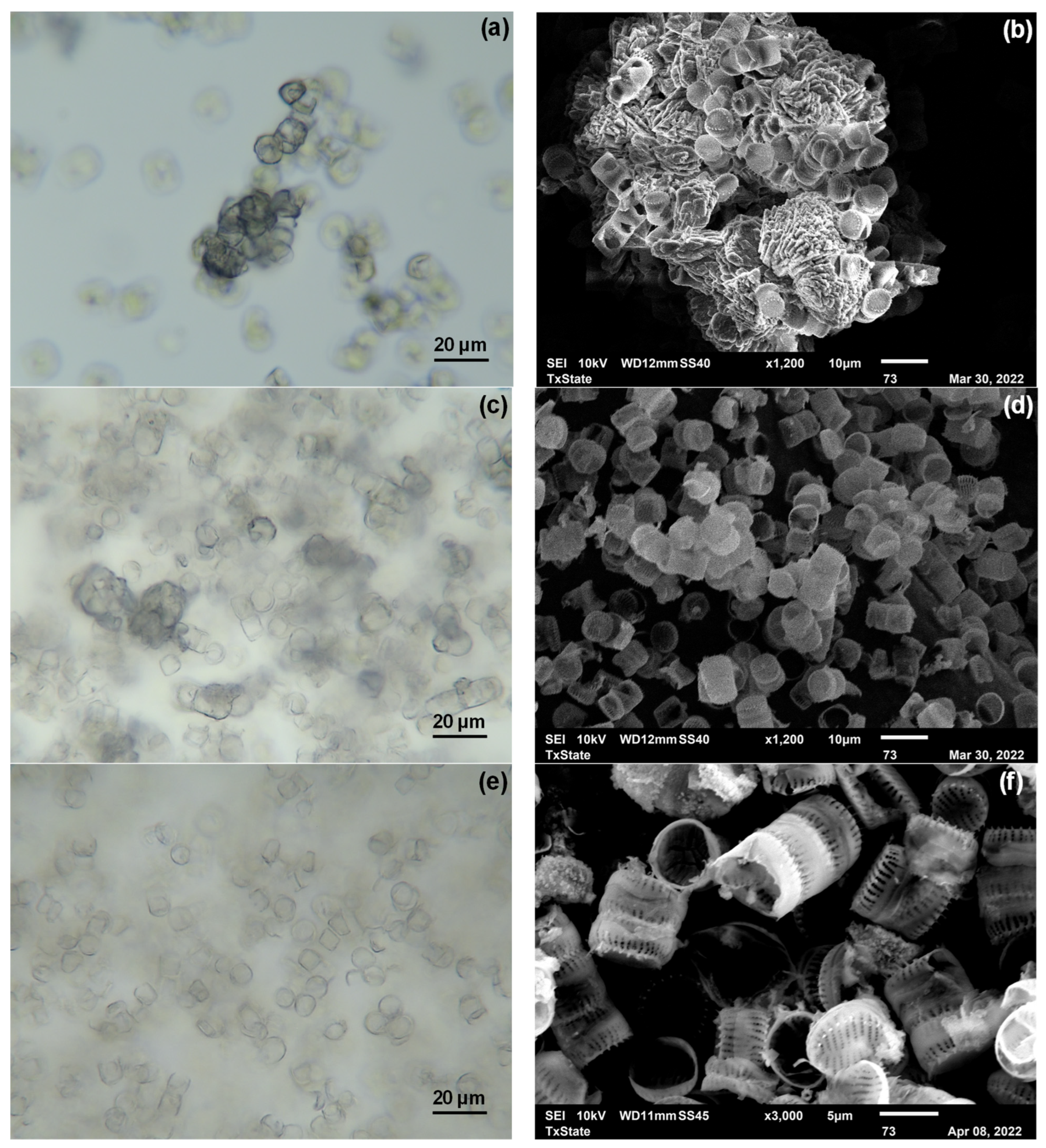 Phycology 05 00003 g007