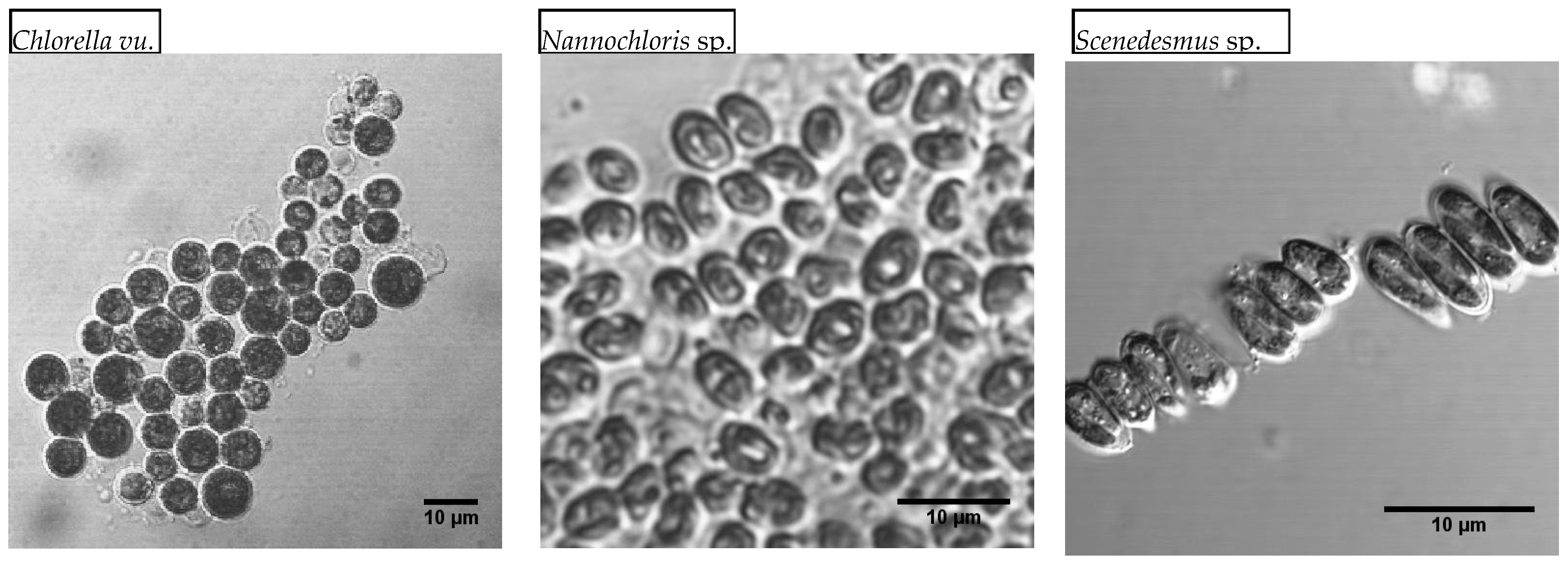 Phycology 05 00018 g002