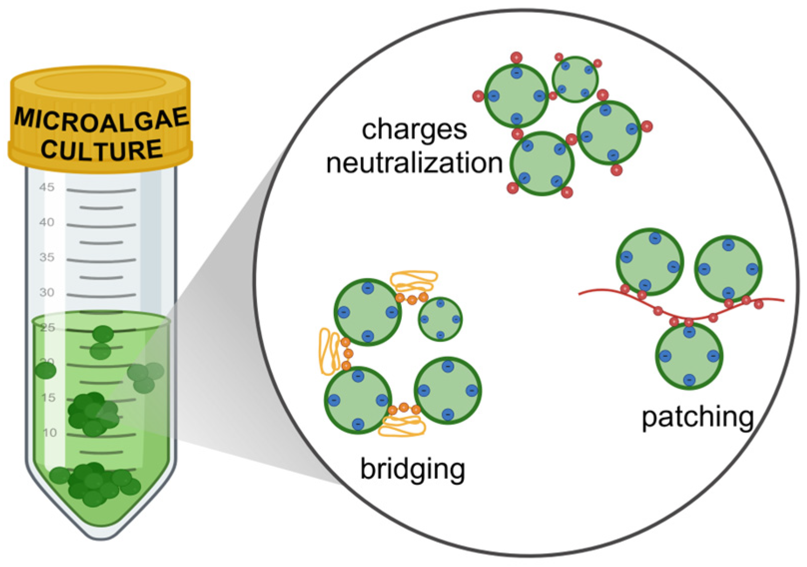 Phycology 05 00019 g001