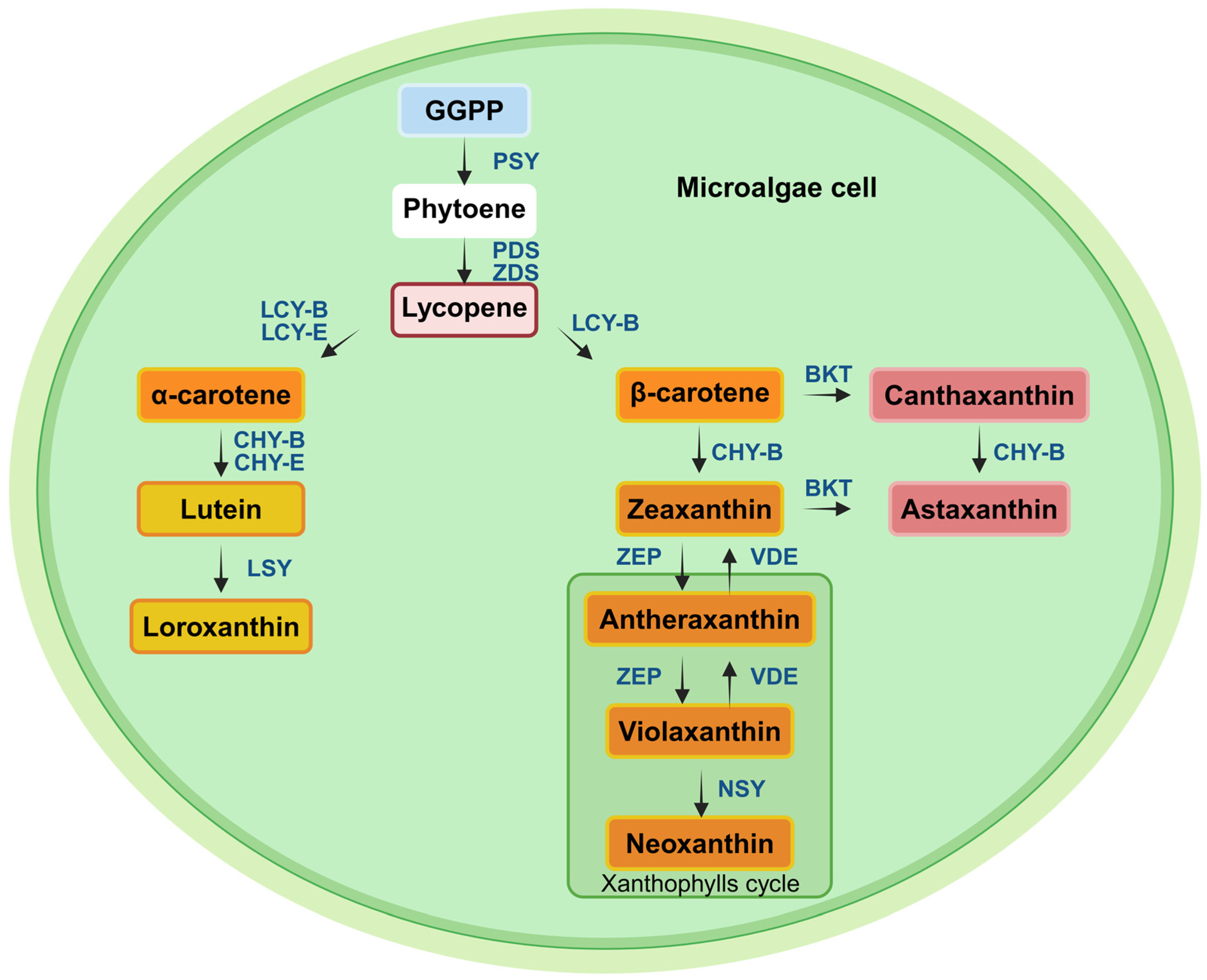 Phycology 05 00019 g003