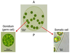 Phycology 05 00023 i002 Phycology 05 00023 i002