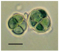 Phycology 05 00023 i003 Phycology 05 00023 i003