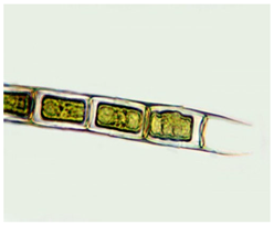 Phycology 05 00023 i004 Phycology 05 00023 i004