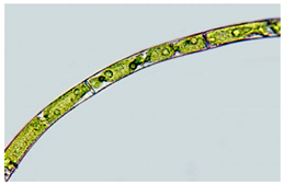 Phycology 05 00023 i005 Phycology 05 00023 i005