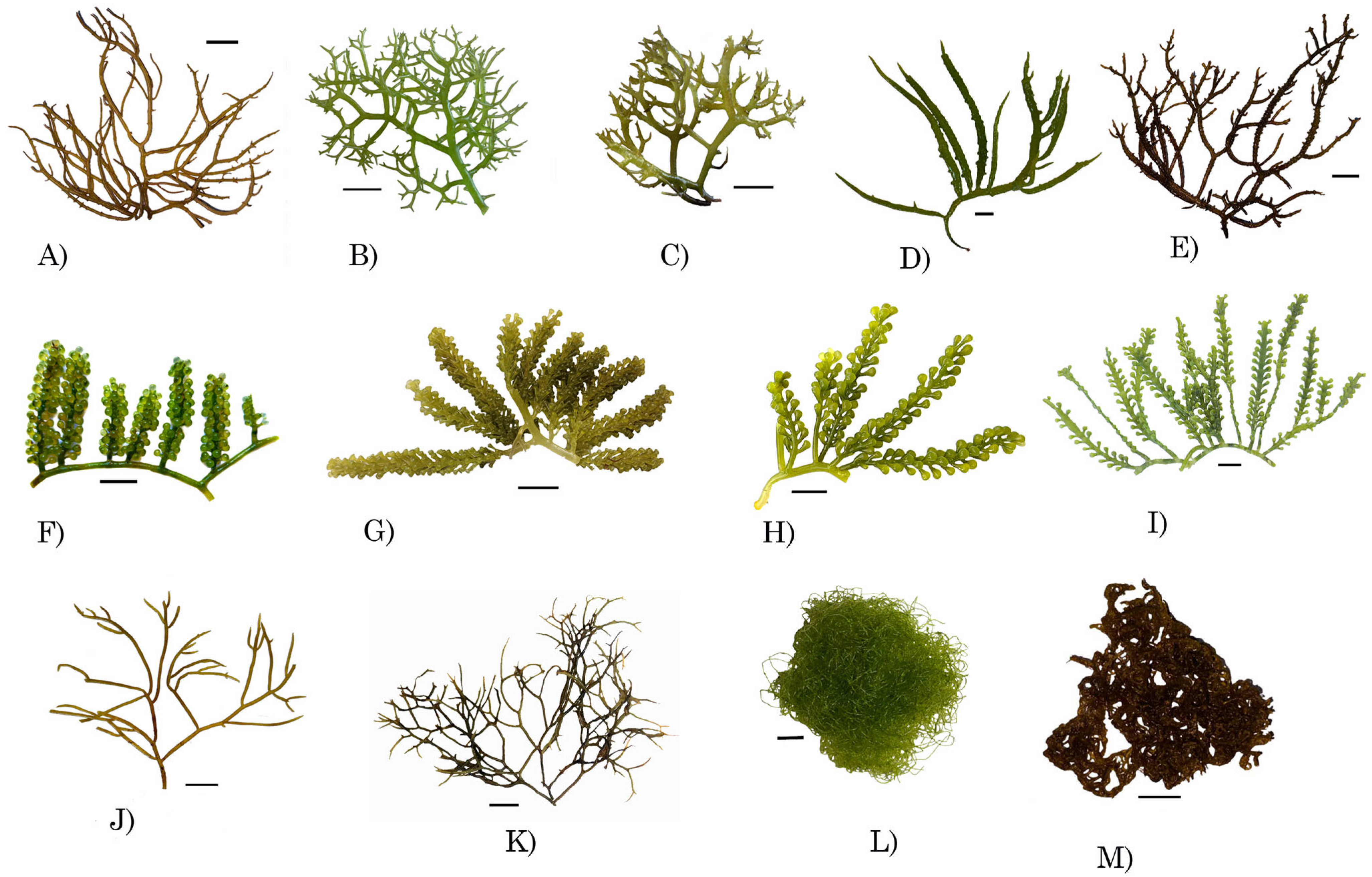 Phycology 05 00025 g002