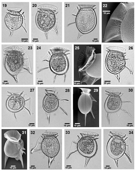 Phycology 05 00048 g003