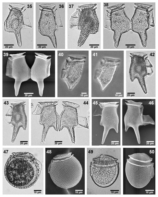 Phycology 05 00048 g004