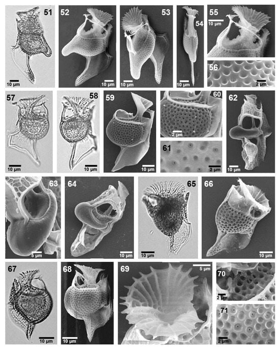 Phycology 05 00048 g005