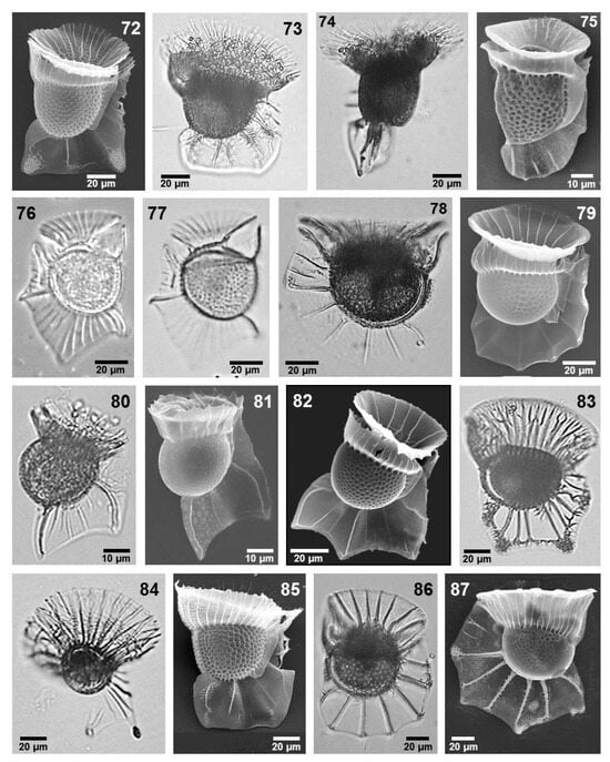 Phycology 05 00048 g006