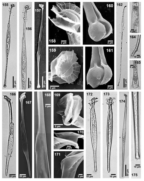 Phycology 05 00048 g011