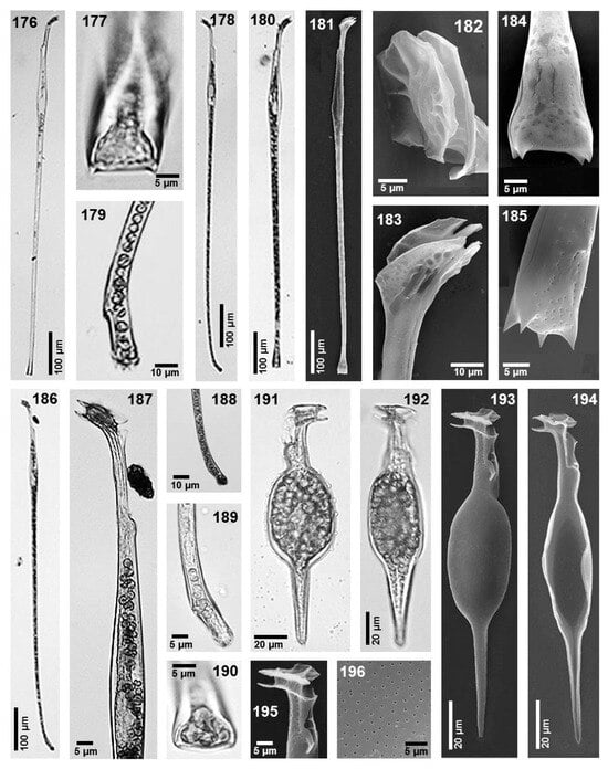 Phycology 05 00048 g012