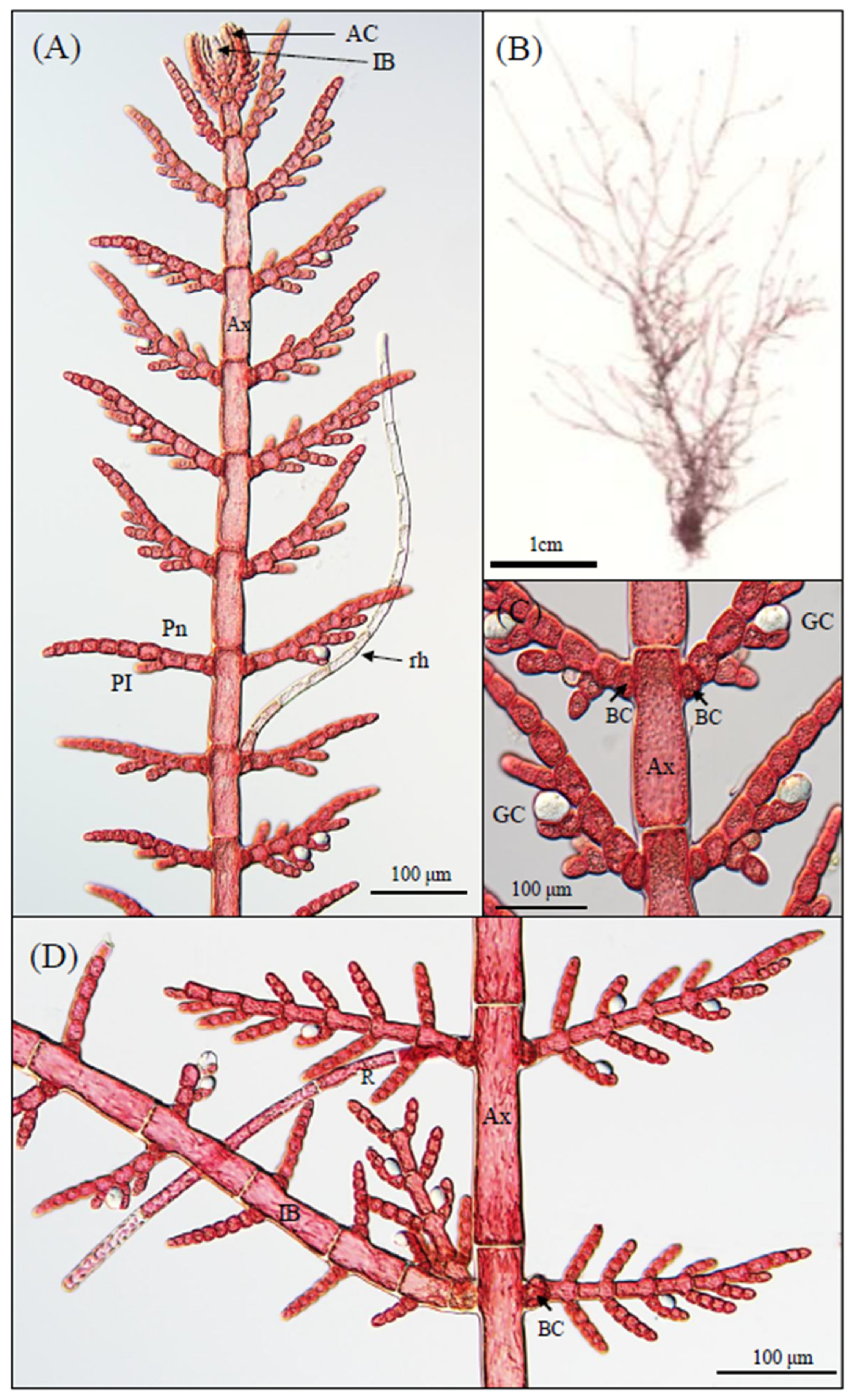 Phycology 05 00055 g001 Phycology 05 00055 g001