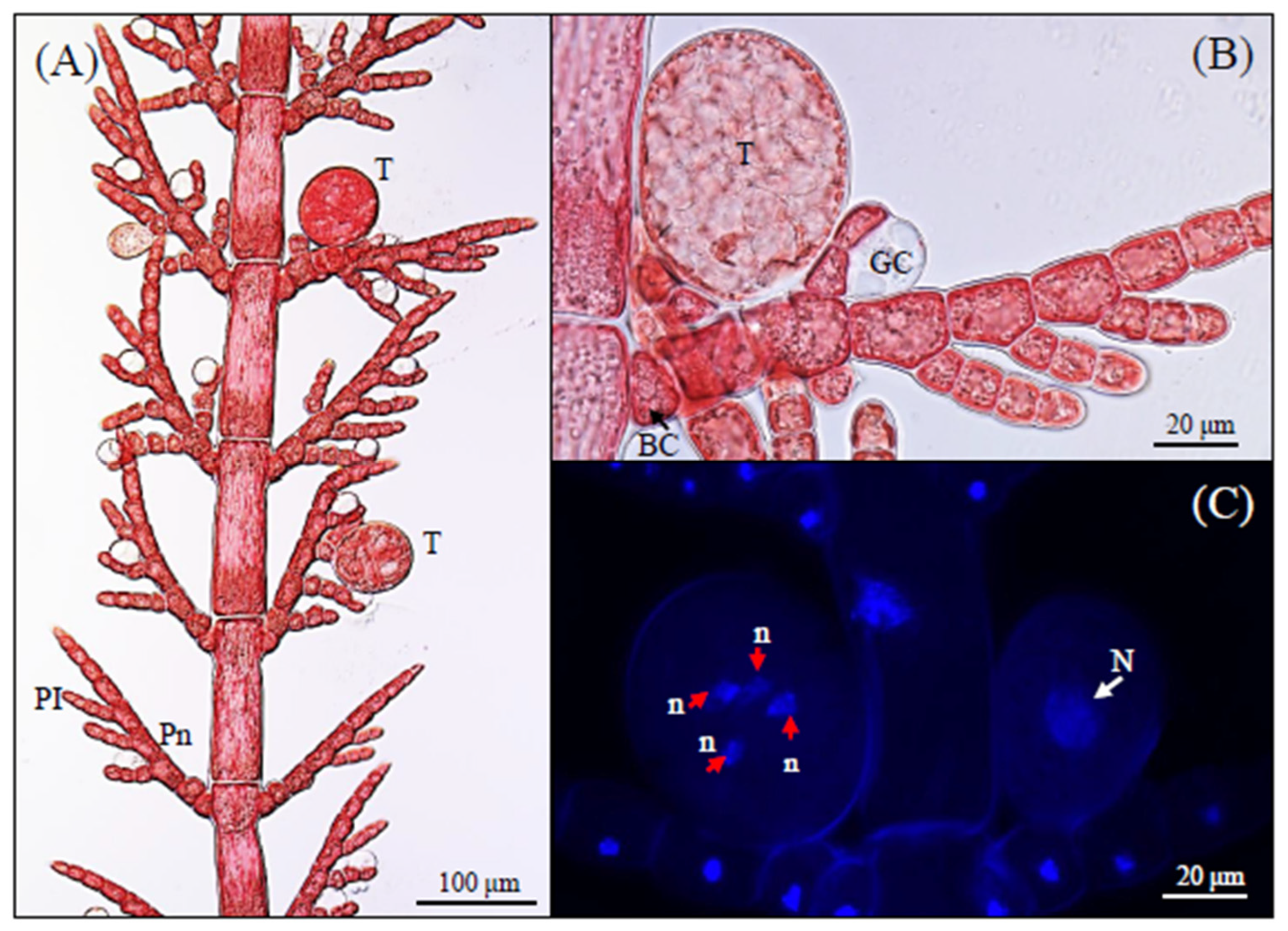 Phycology 05 00055 g002 Phycology 05 00055 g002