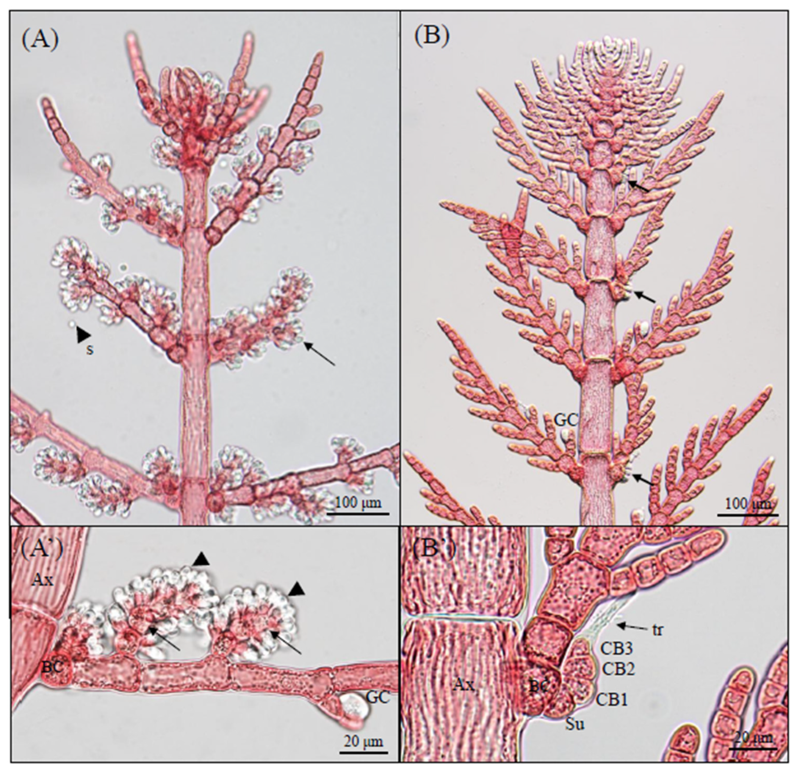 Phycology 05 00055 g003 Phycology 05 00055 g003