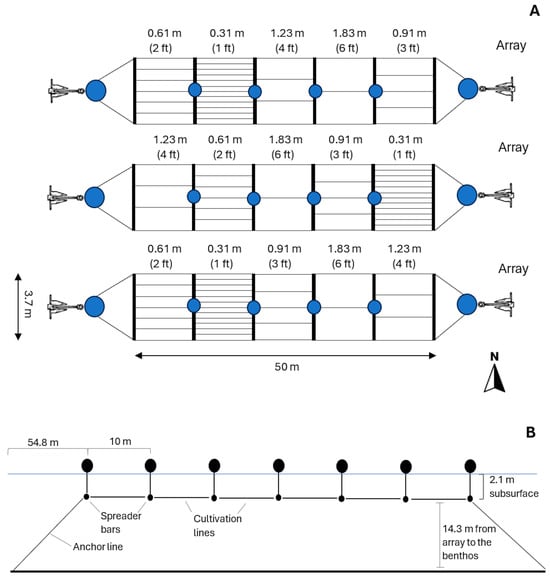 (A) Birds-eye-view schematic of the three-spreader bar array deployed at Kalsin Bay, Alaska. Each array holds one of the line spacing treatments (i.e., 1 ft (0.31 m), 2 ft (0.61 m), 3 ft (0.91 m), 4 ft (1.23 m), and 6 ft (1.83 m). (B) Side view schematic of a spreader bar array showing its placement with respect to the benthos and surface of the ocean.