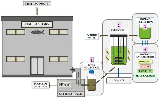 Final concentration of chlorophylls a, b and total carotenoids obtained during the growth of different algal cultures in wastewater. Means that do not share a letter are significantly different (Tukey method and 95% confidence; green letters refer to chlorophyll a concentration, black letters—chlorophyll b concentration, and red letters—carotenoid concentration).