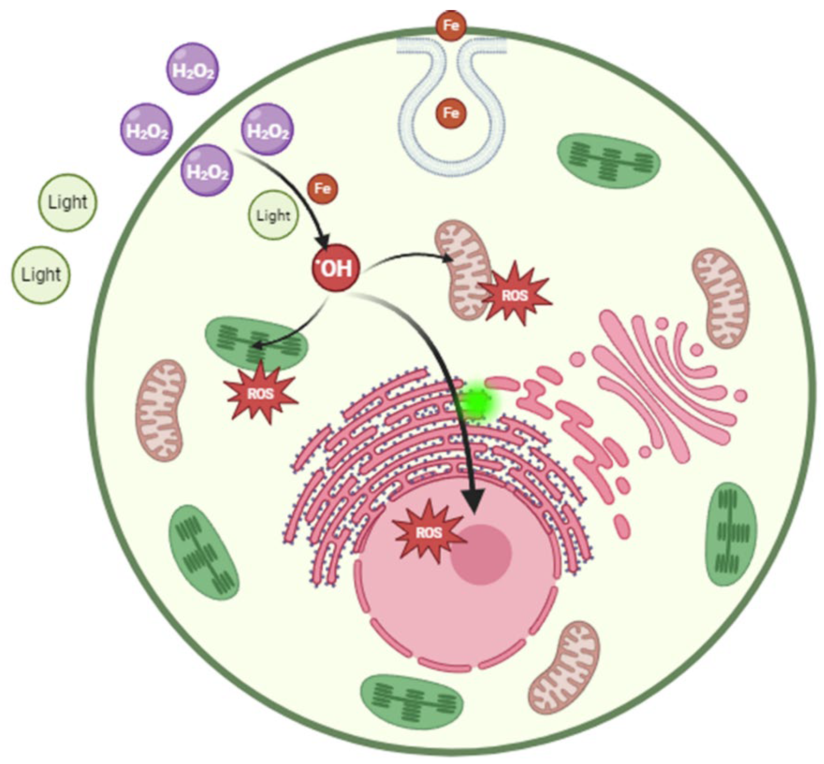 Phycology 06 00022 g005
