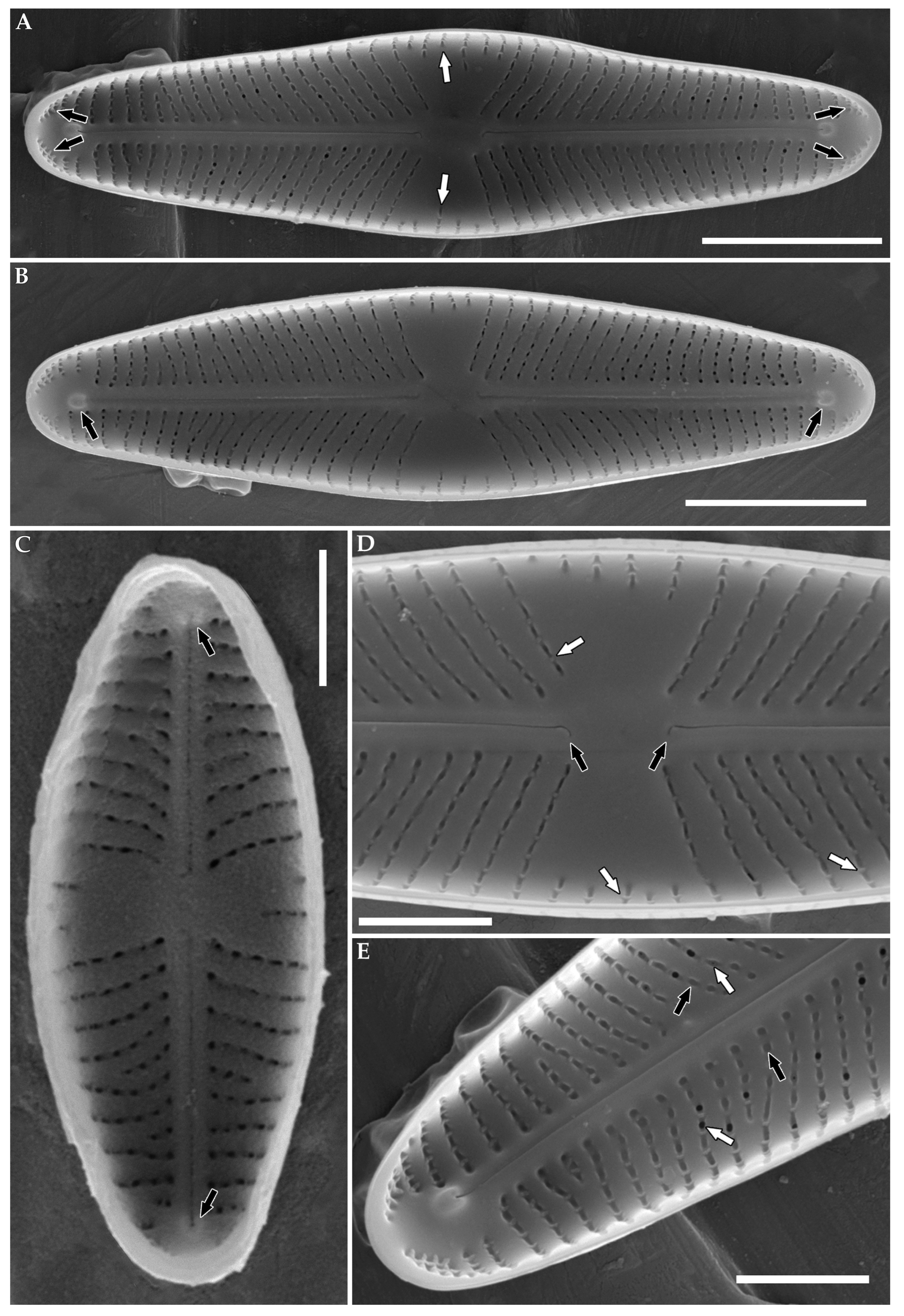 Phycology 06 00034 g006 Phycology 06 00034 g006
