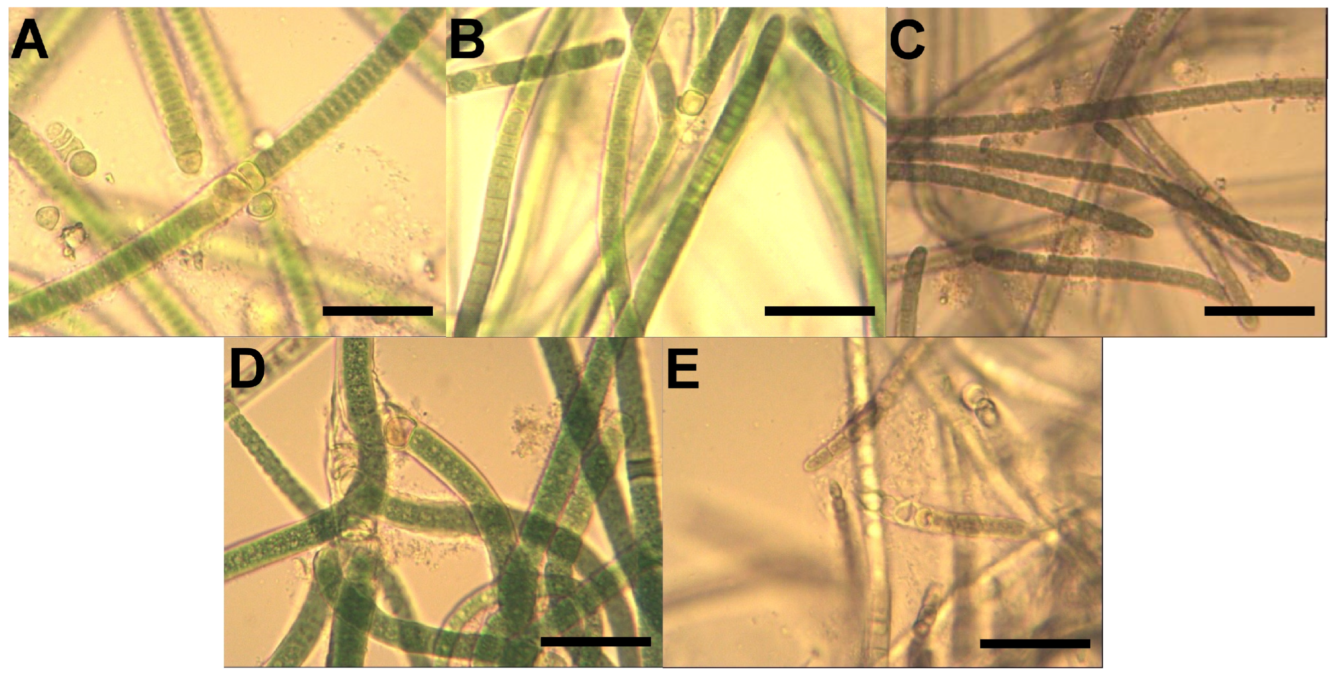 Phycology 06 00040 g001 Phycology 06 00040 g001