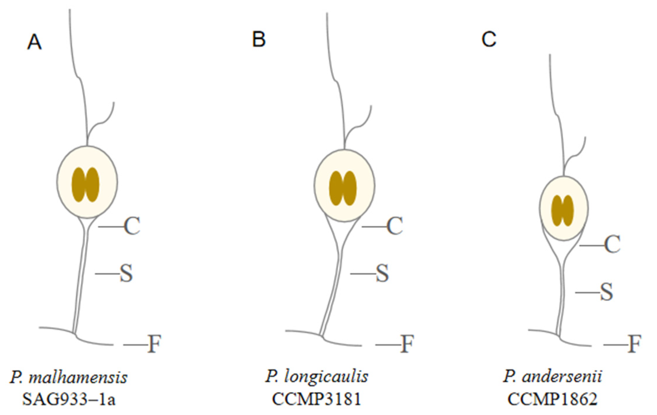 Phycology 06 00052 g003 Phycology 06 00052 g003
