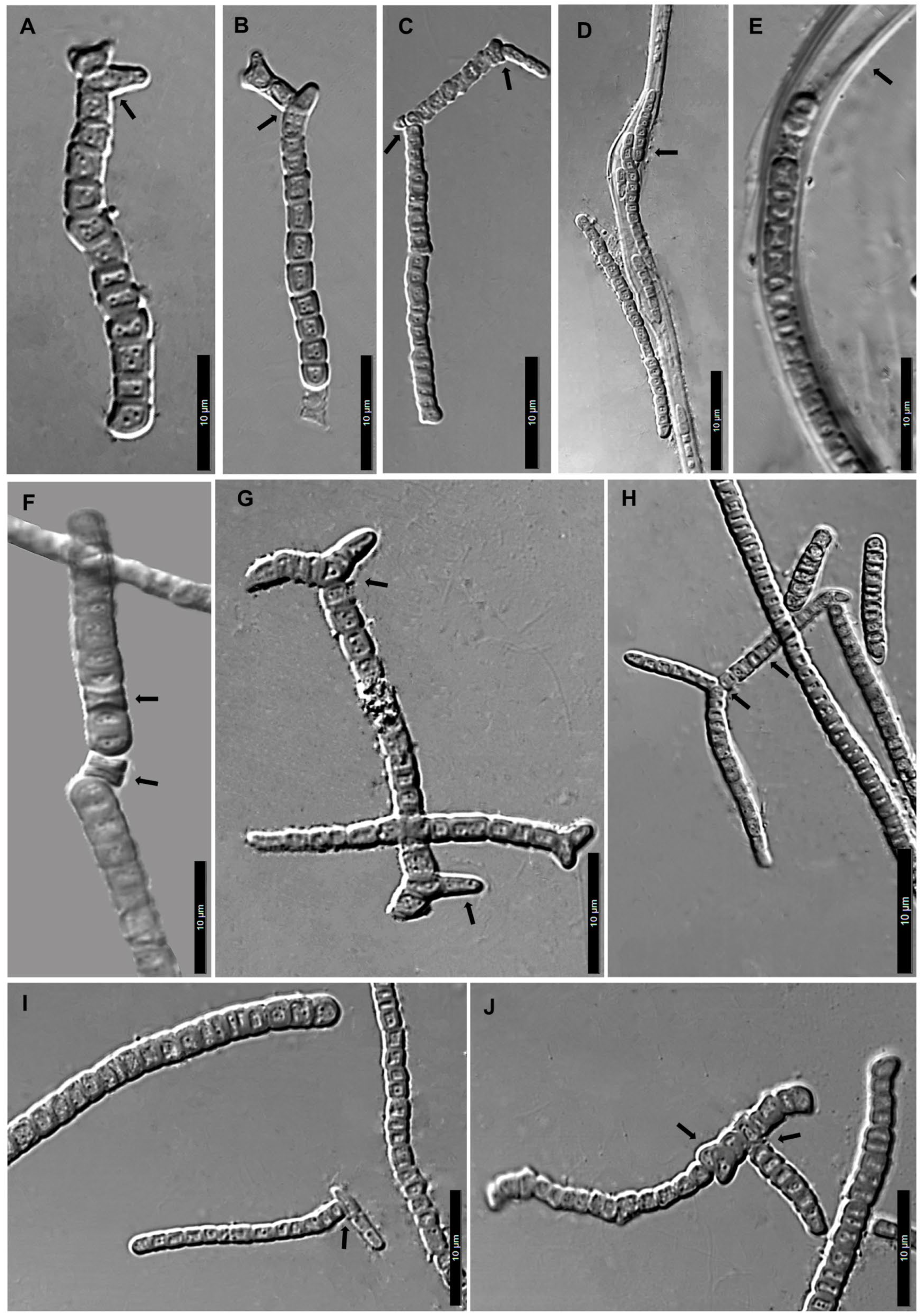 Phycology 06 00056 g003 Phycology 06 00056 g003
