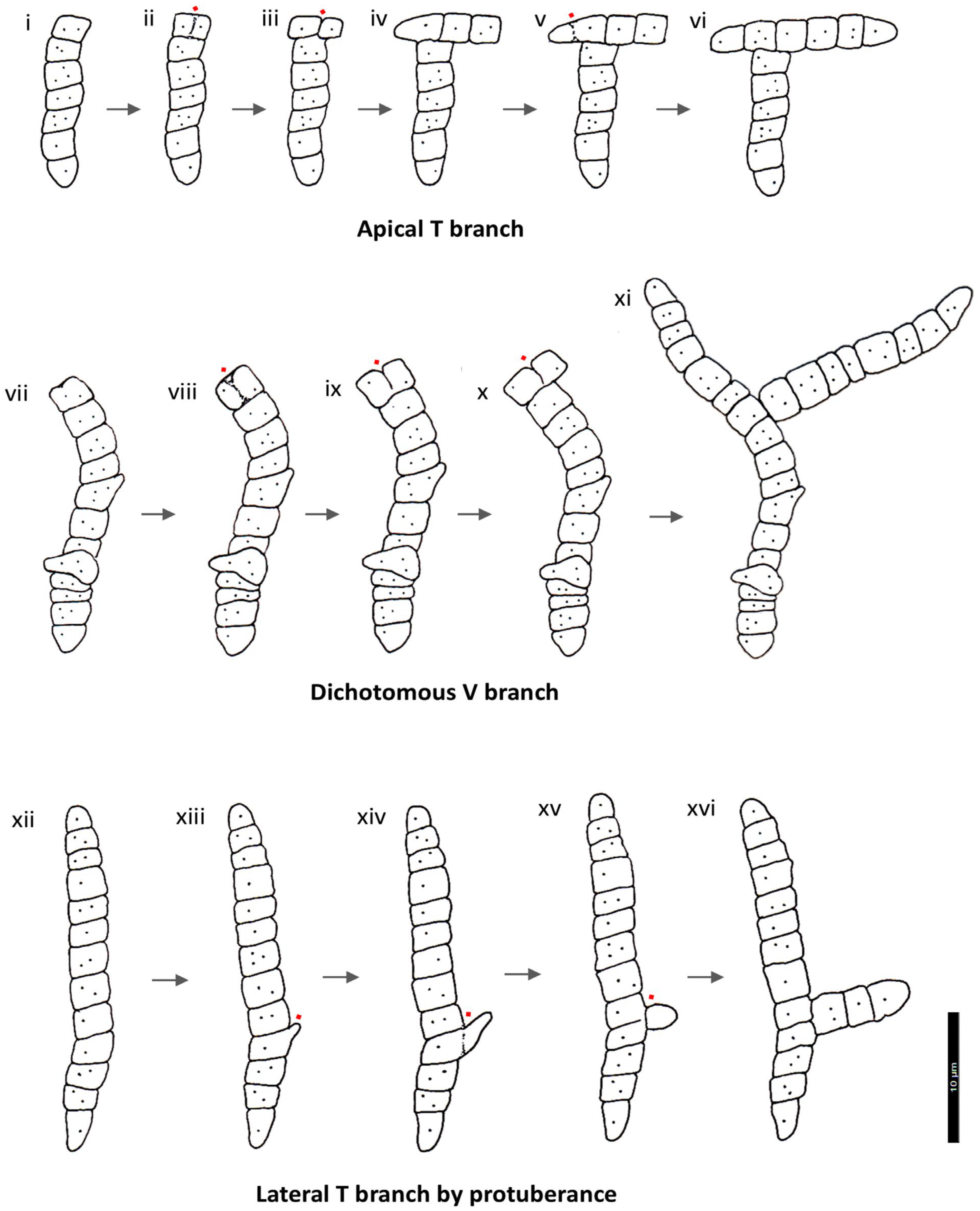 Phycology 06 00056 g008 Phycology 06 00056 g008