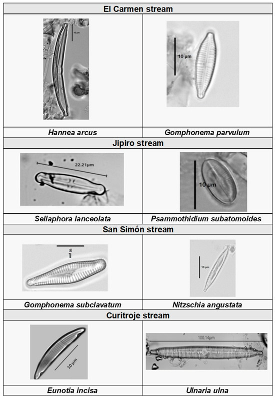 Phycology 06 00084 g0a2