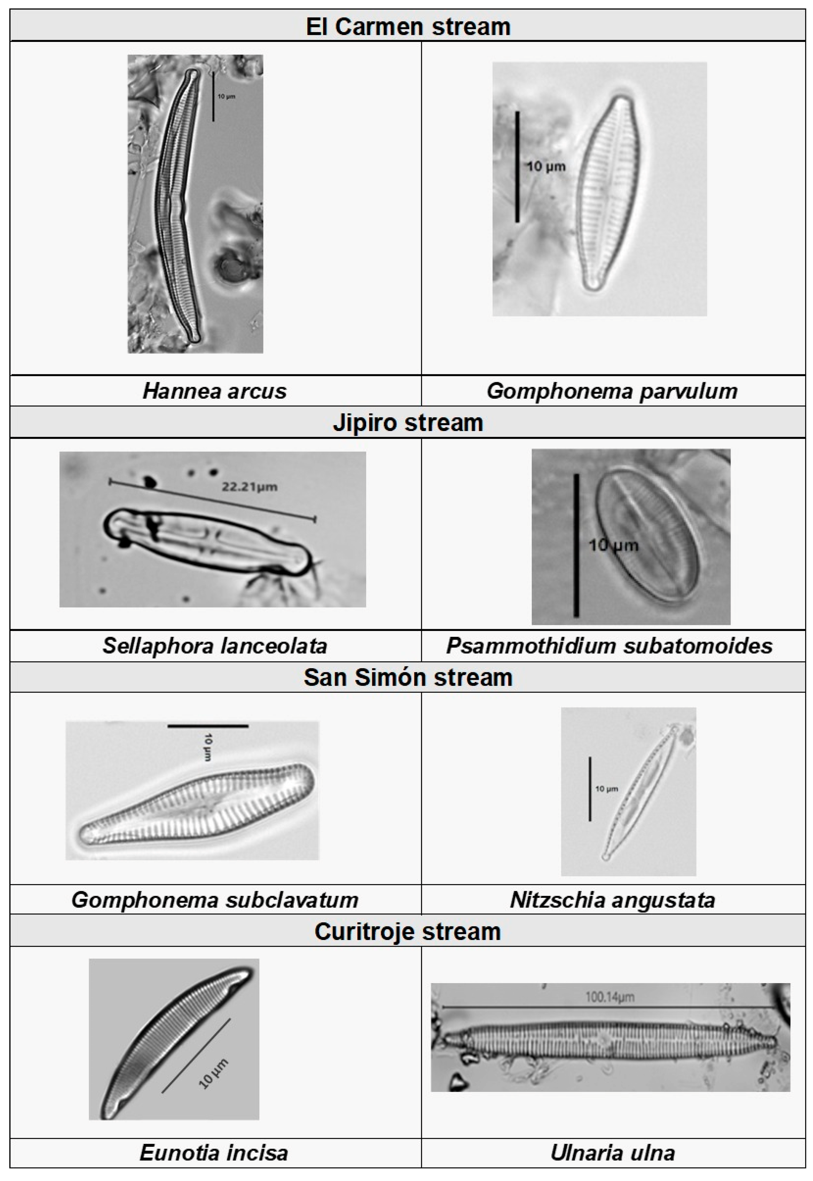 Phycology 06 00084 g0a2 Phycology 06 00084 g0a2