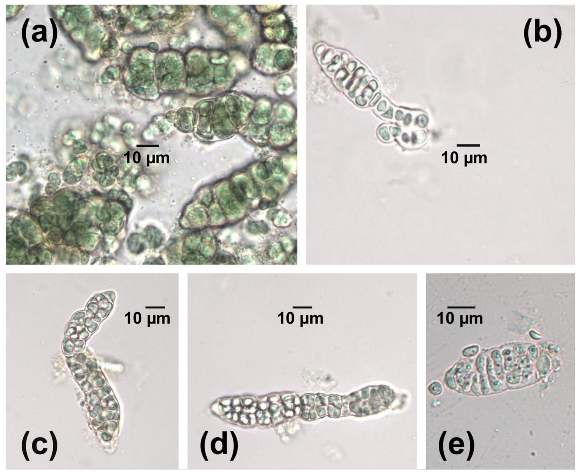 Phycology 06 00091 g002 Phycology 06 00091 g002