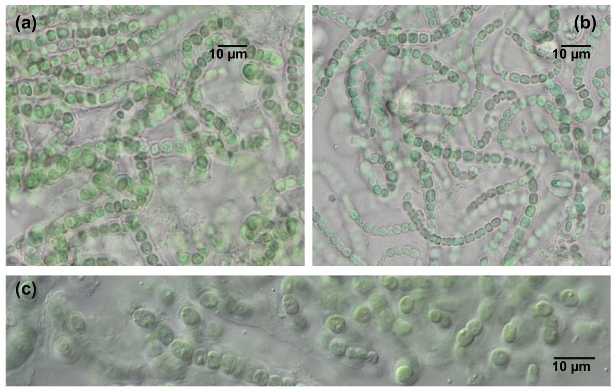 Phycology 06 00091 g004 Phycology 06 00091 g004