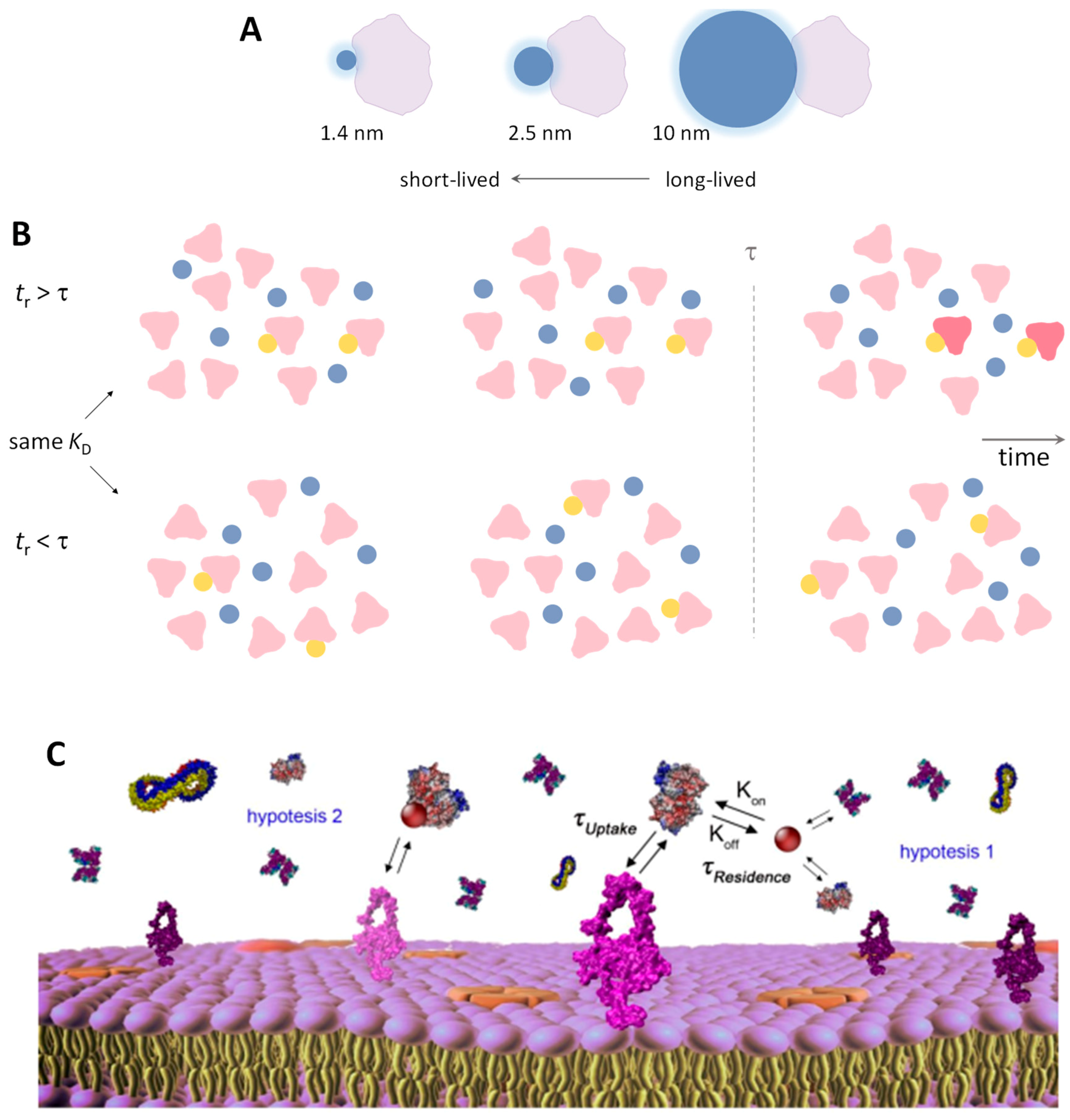 Physchem 03 00026 g006