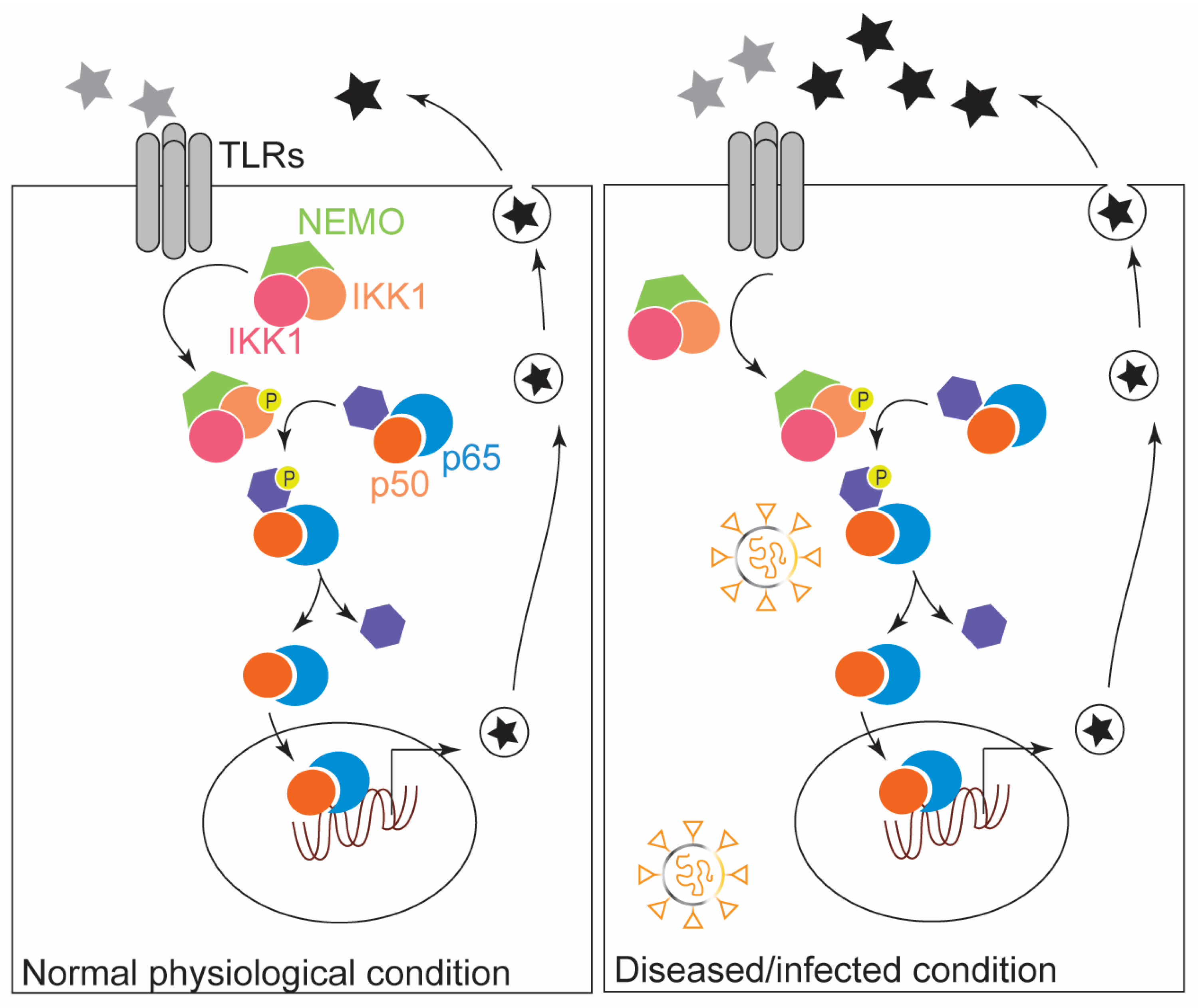 Physiologia 02 00004 g001