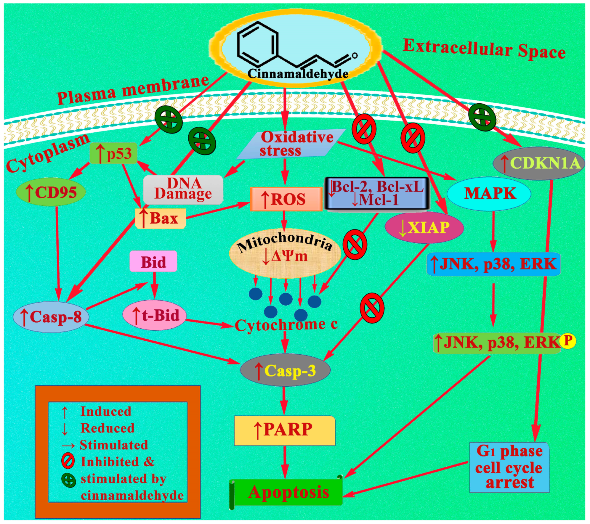 Physiologia 03 00013 g003
