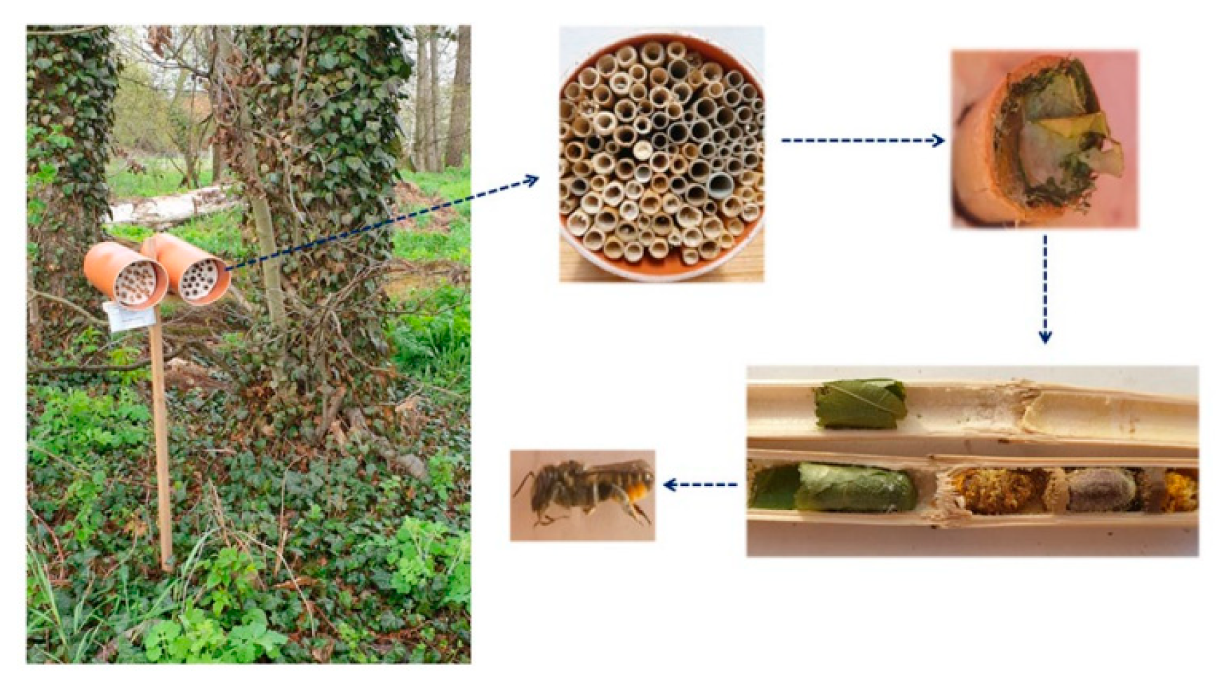 Physiologia 03 00019 g001