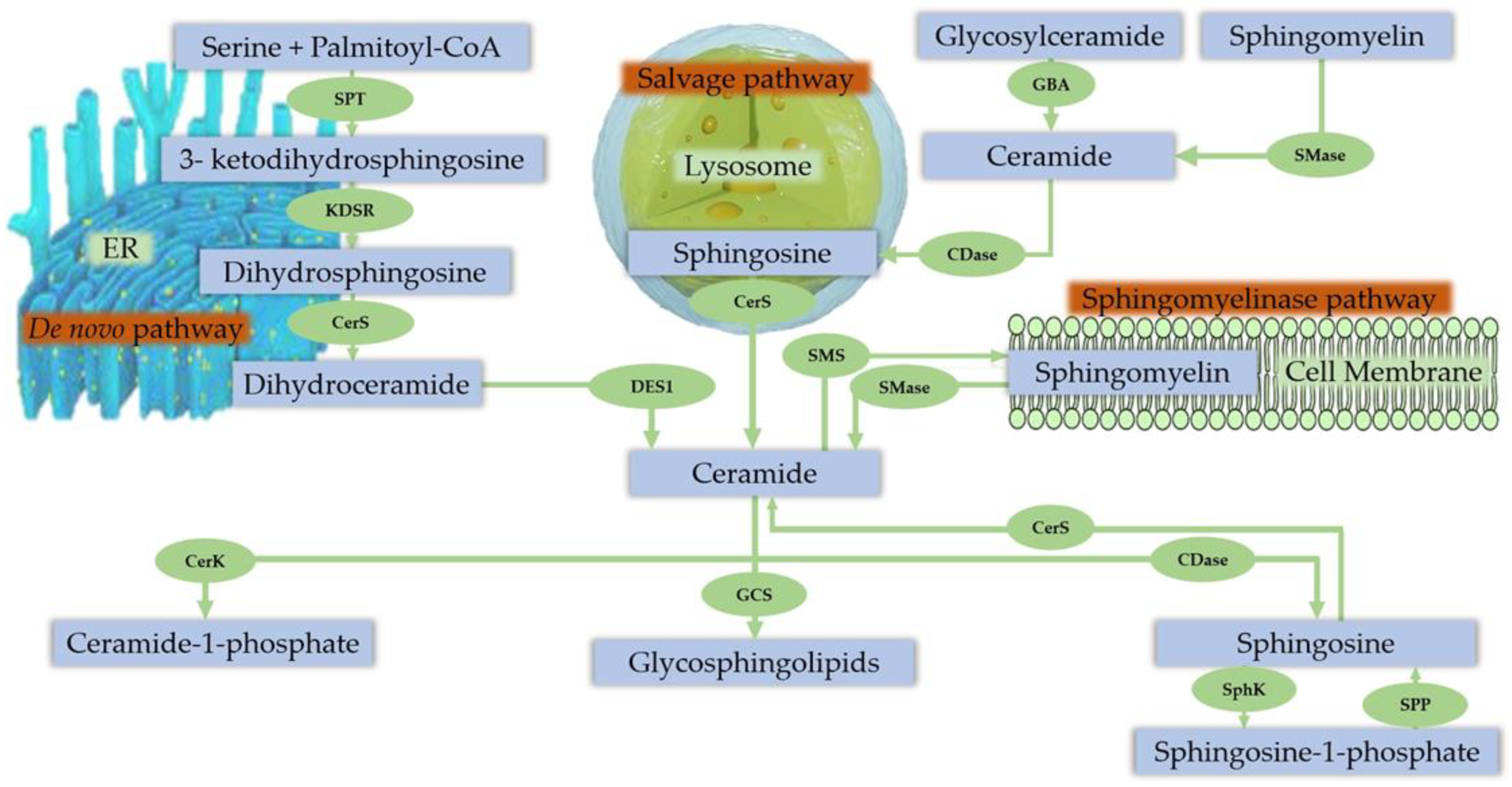 Physiologia 03 00022 g002 Physiologia 03 00022 g002