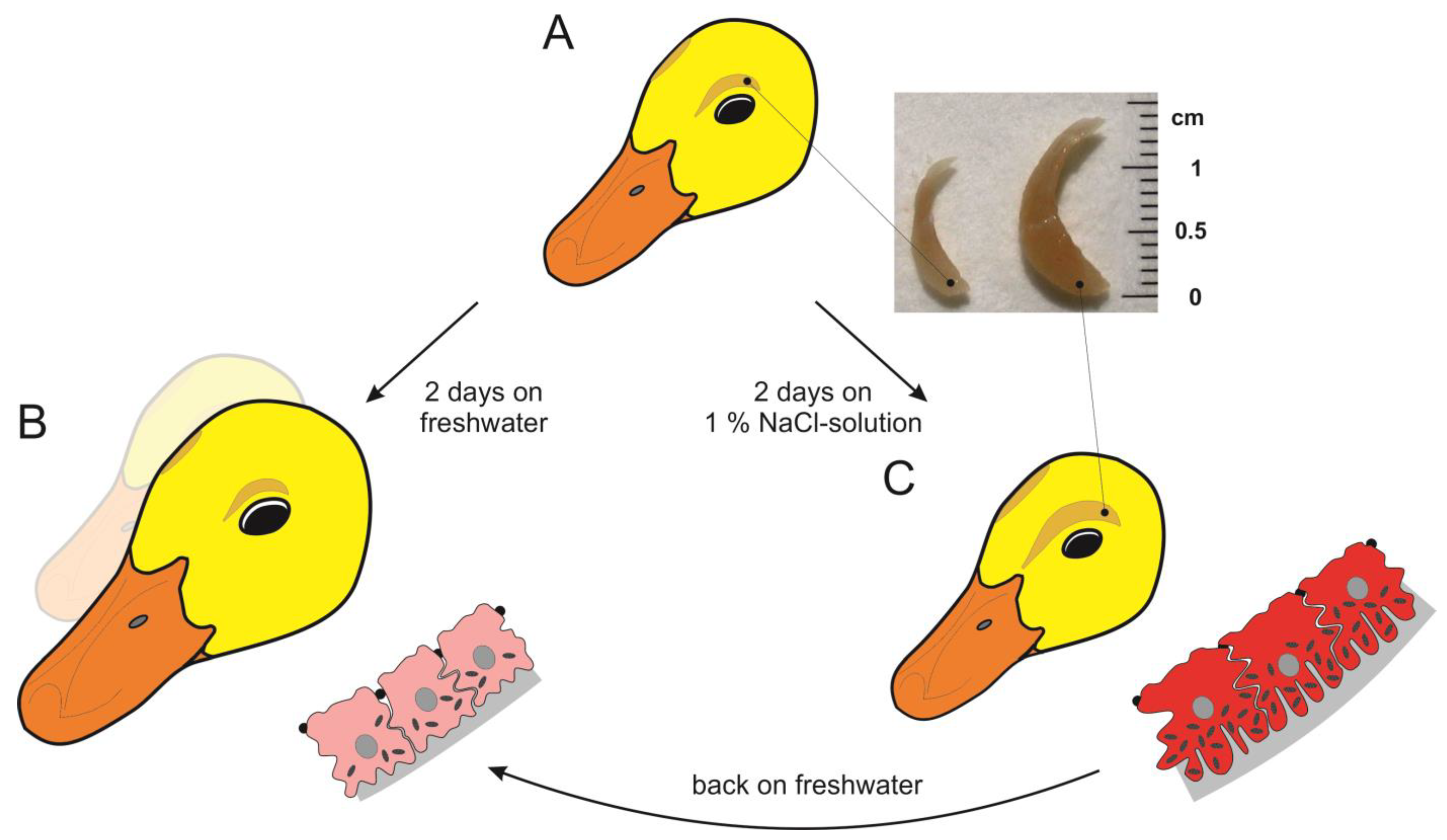 Physiologia 03 00025 g002