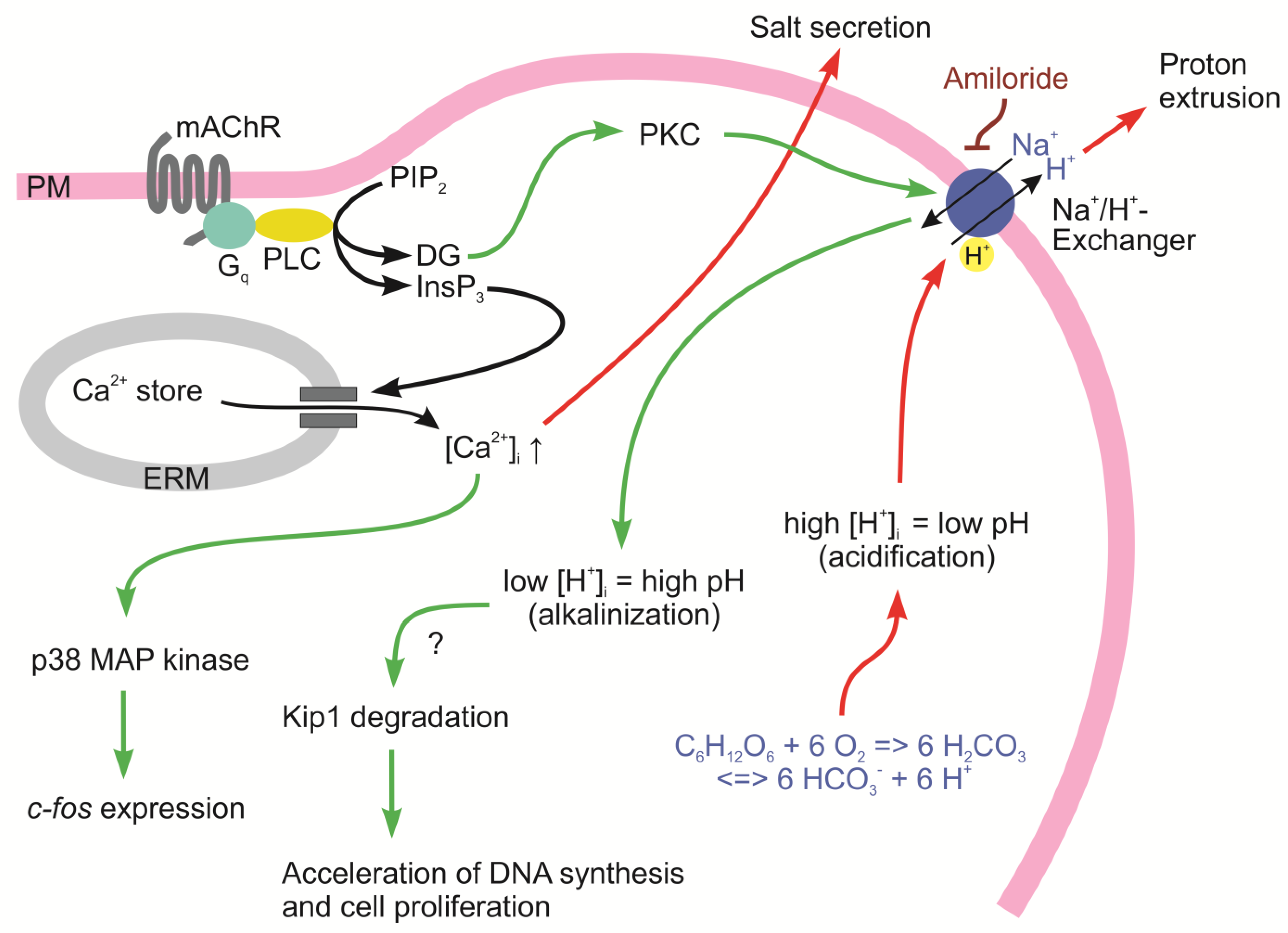 Physiologia 03 00025 g003