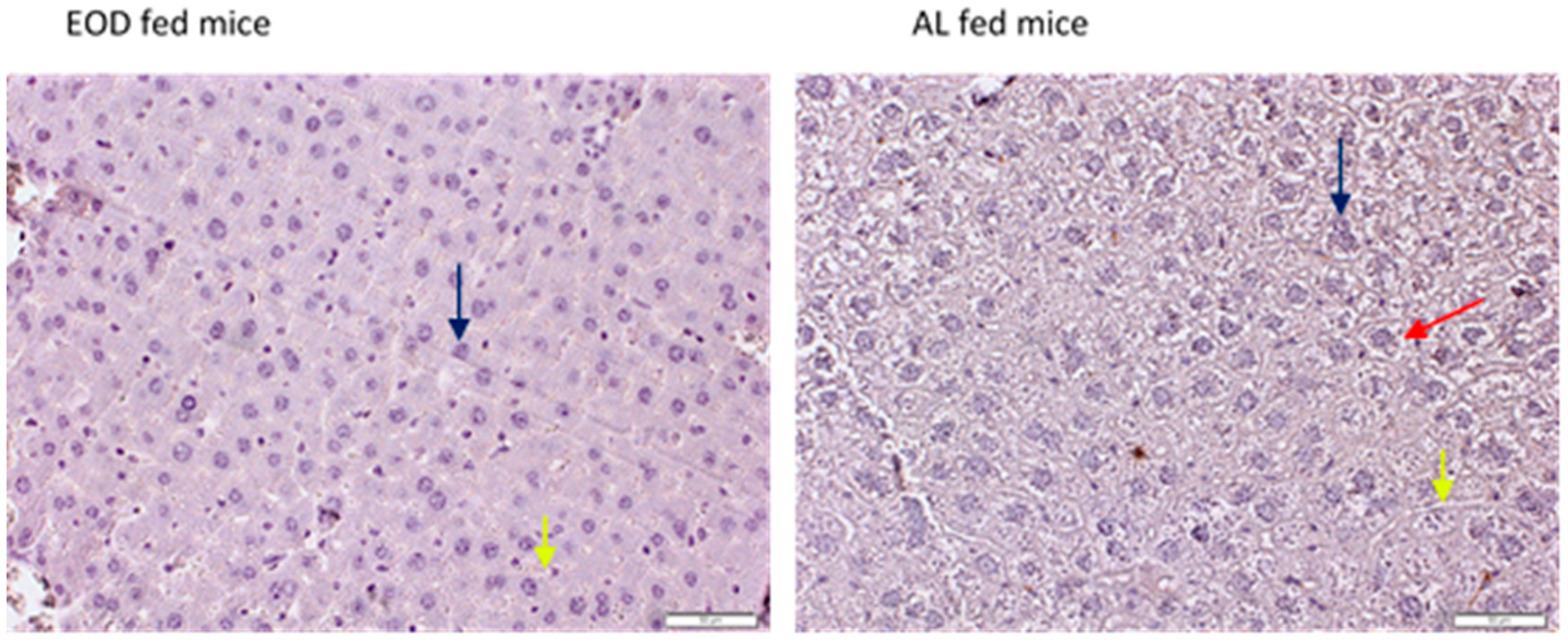 Physiologia 04 00006 g001