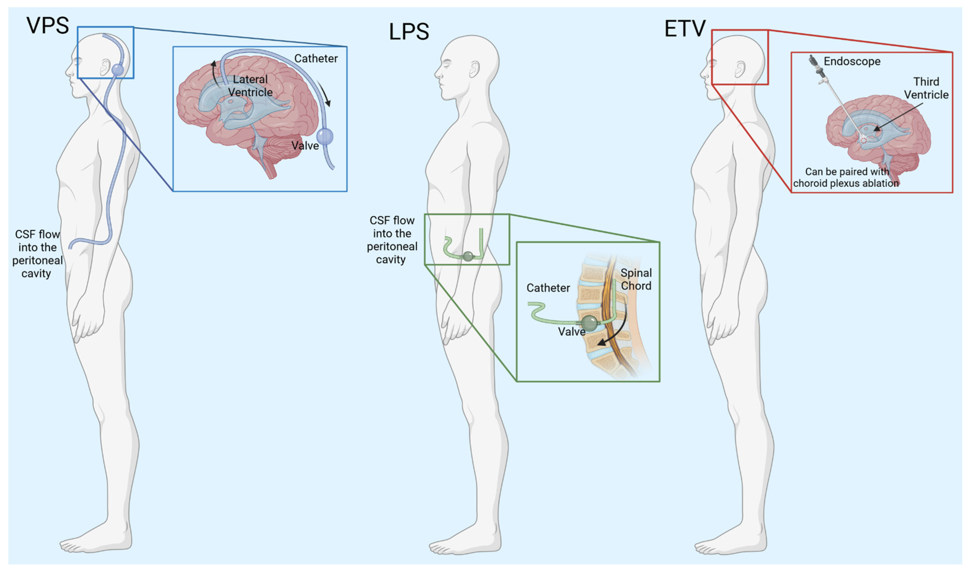 Physiologia 04 00010 g002