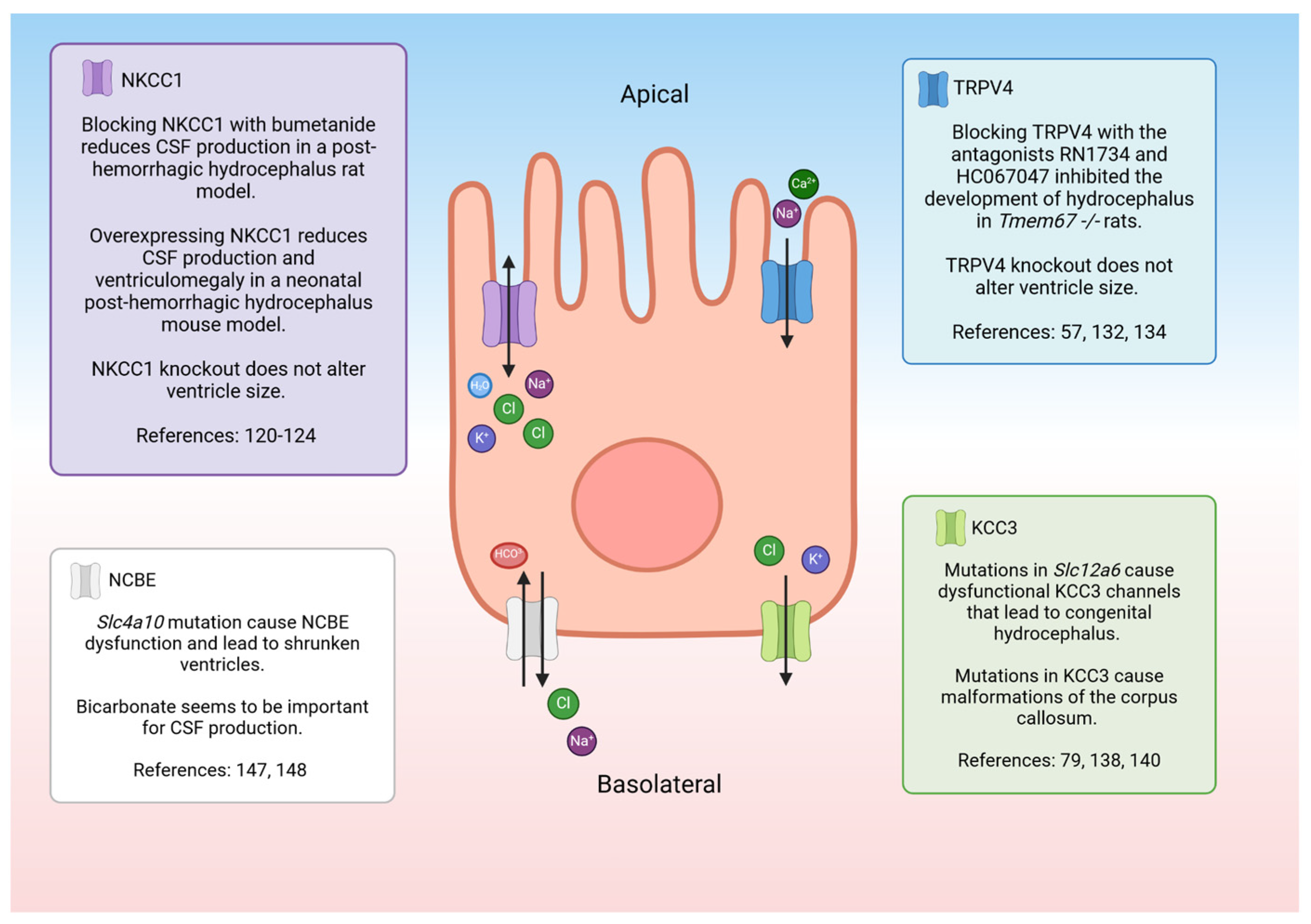 Physiologia 04 00010 g004
