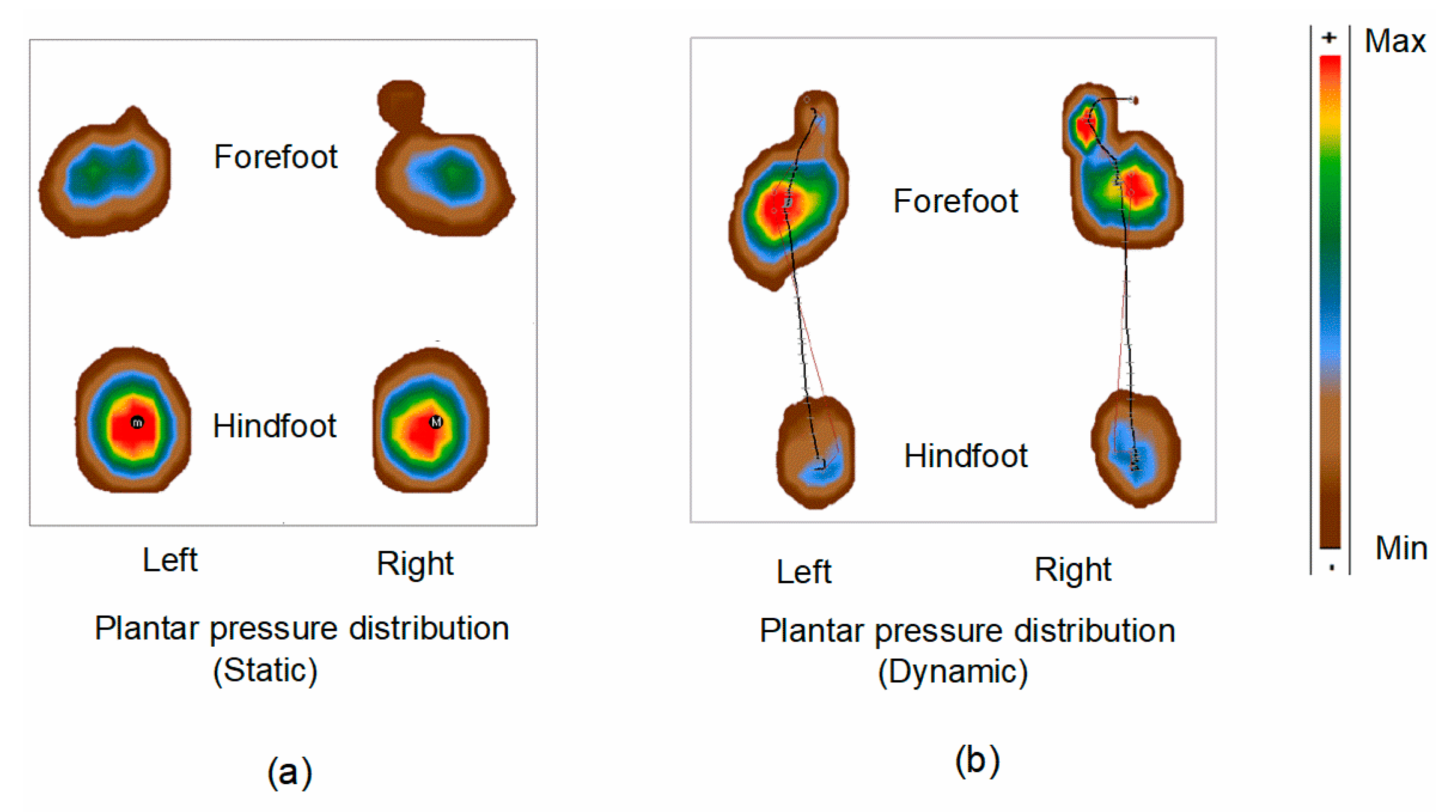 Physiologia 05 00029 g002 Physiologia 05 00029 g002
