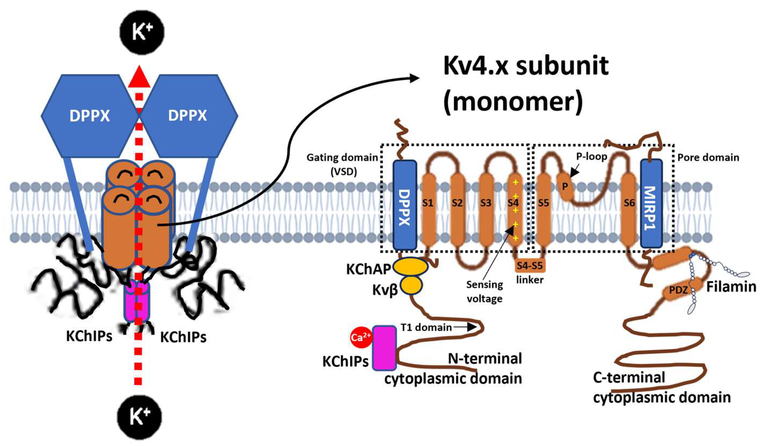 Physiologia 05 00031 g001 Physiologia 05 00031 g001
