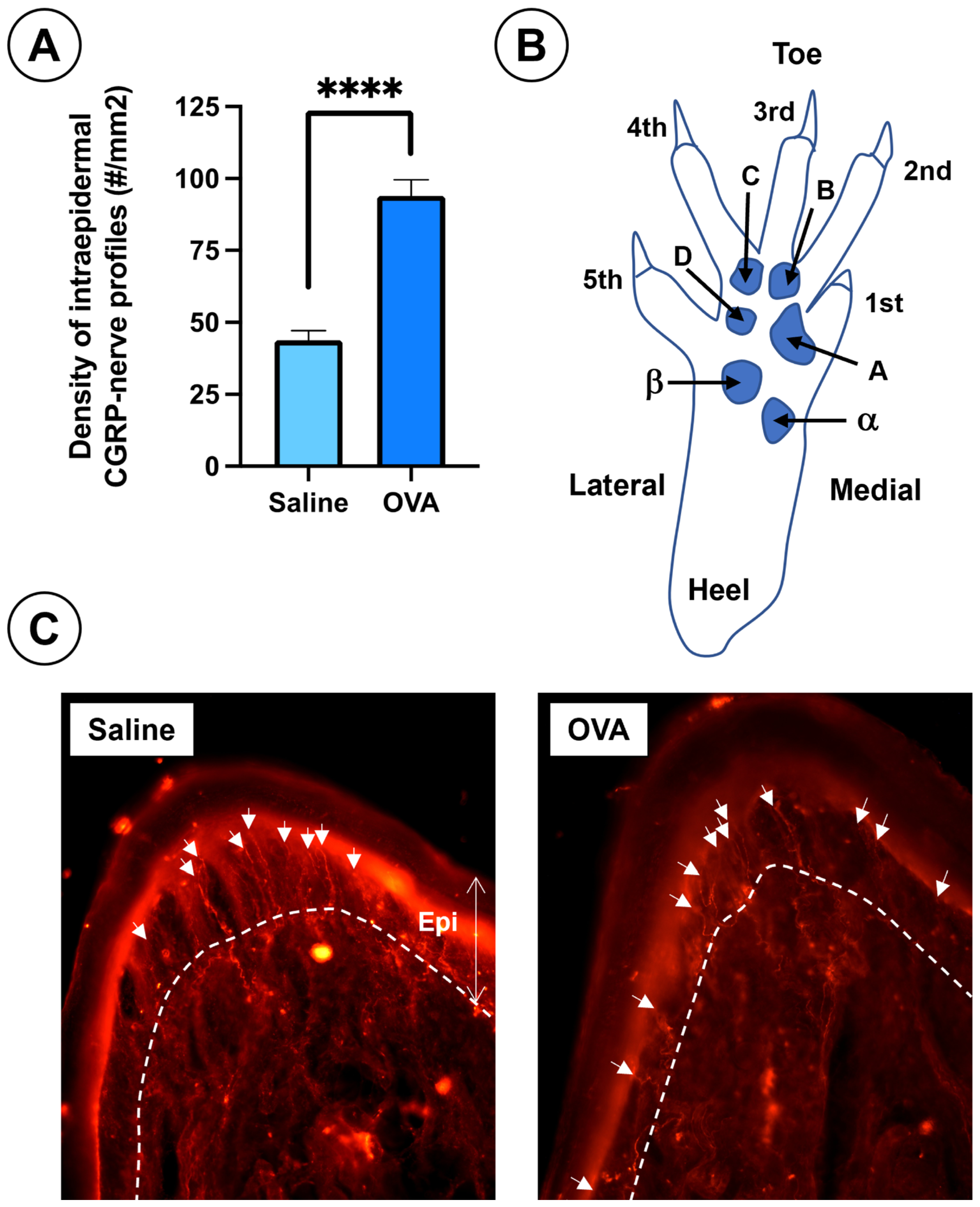 Physiologia 05 00032 g005
