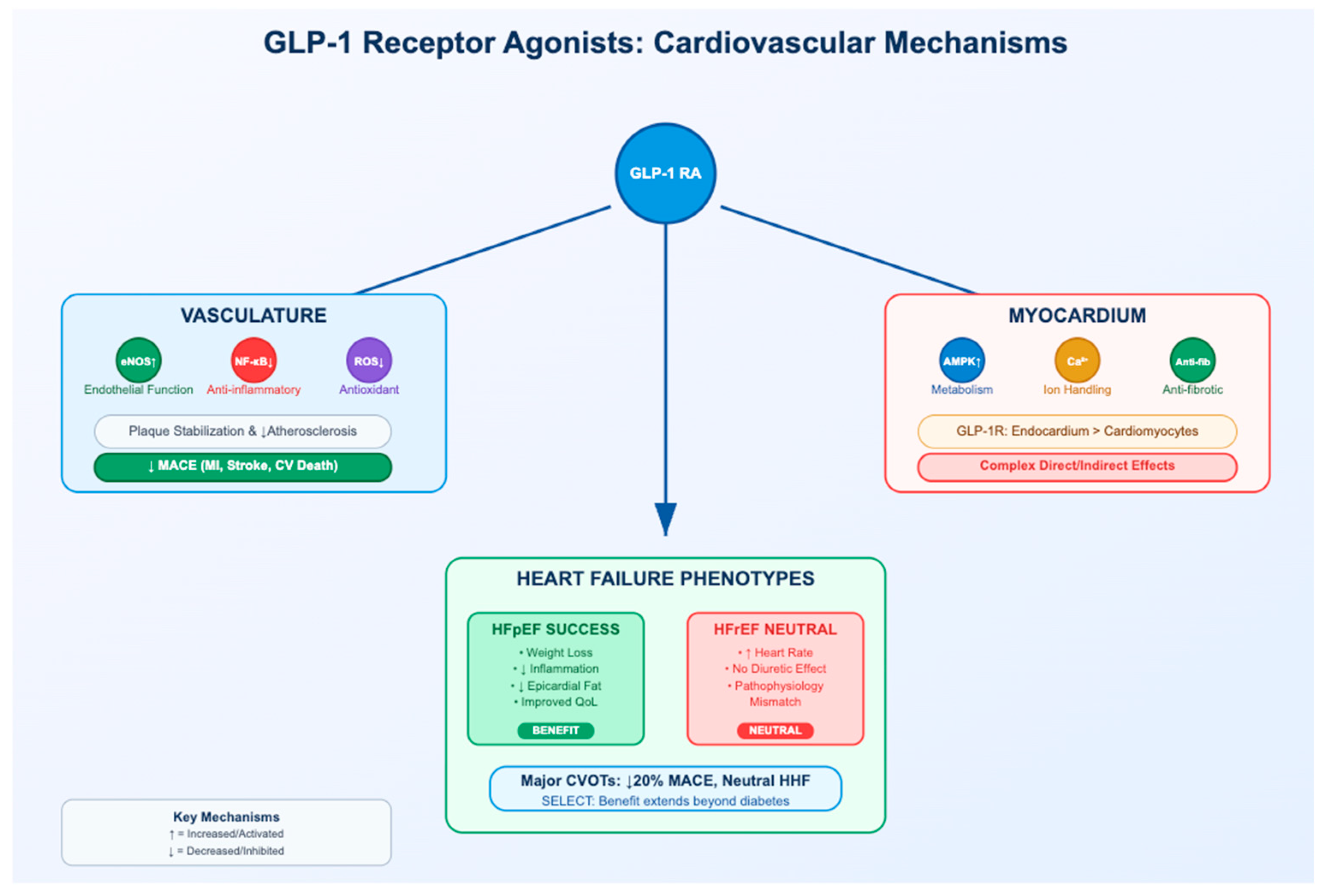 Physiologia 05 00034 g001