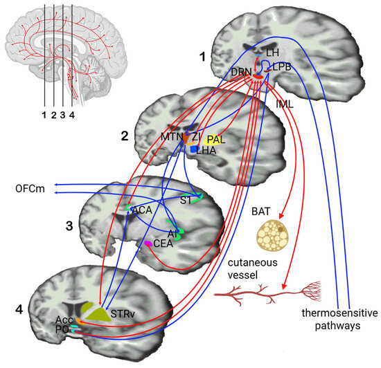 Physiologia 05 00037 g002