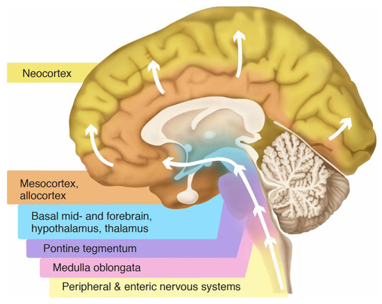 Physiologia 05 00055 g004