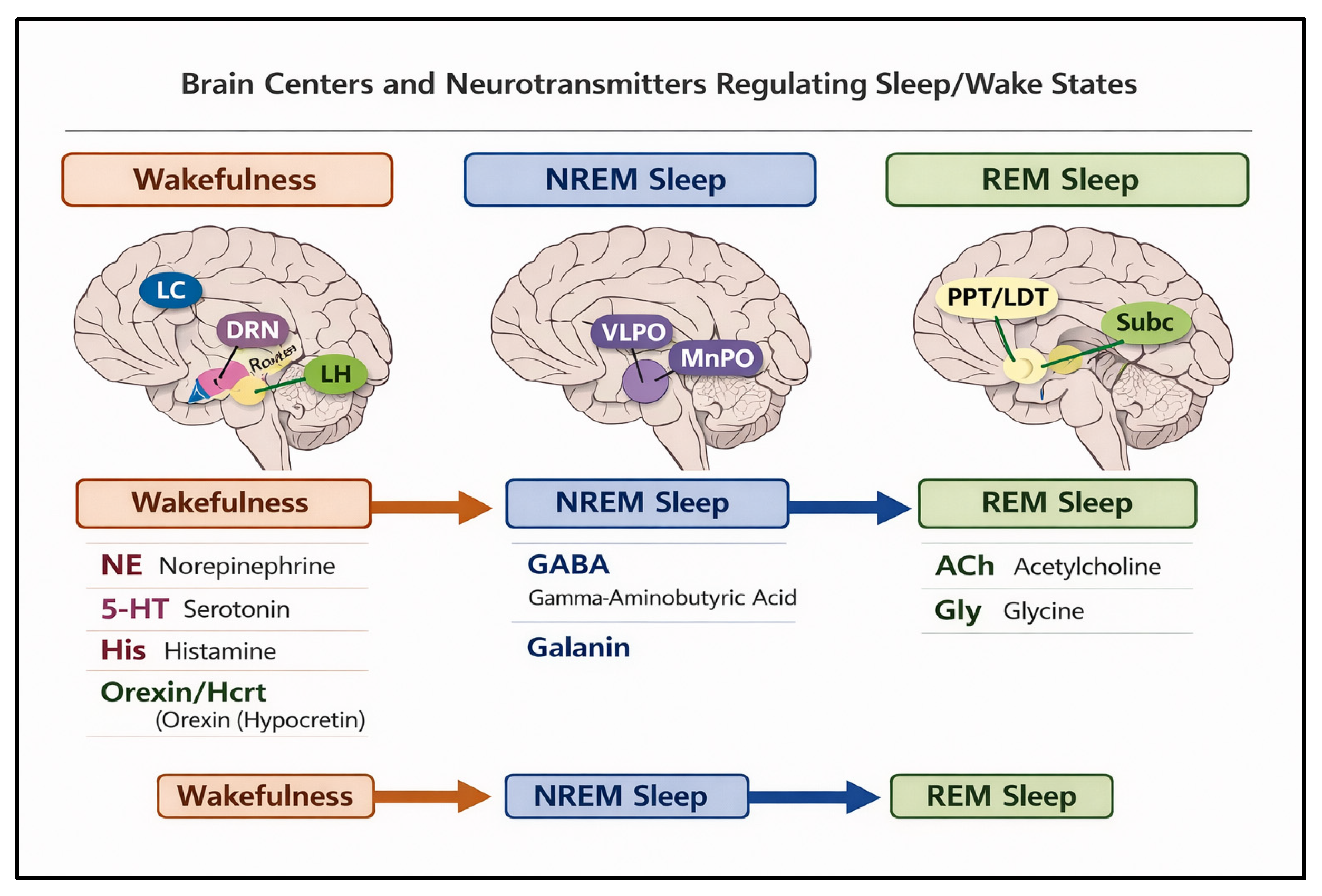 Physiologia 06 00022 g001