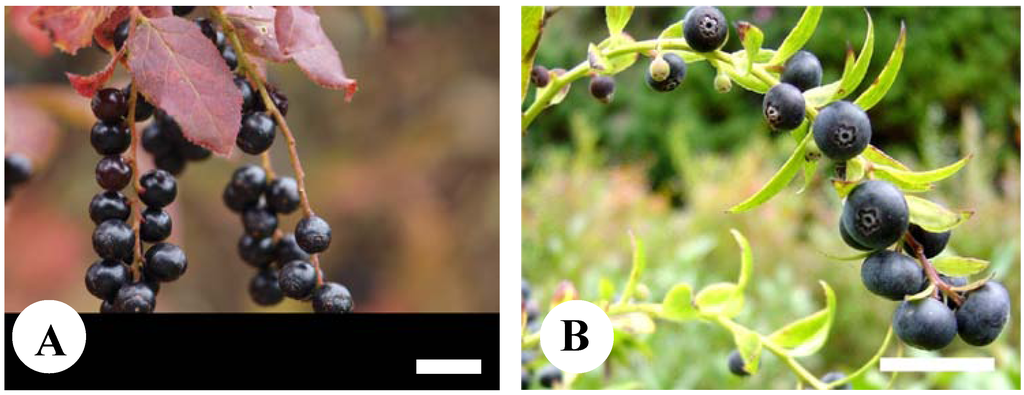 Plants 02 00057 g001 1024