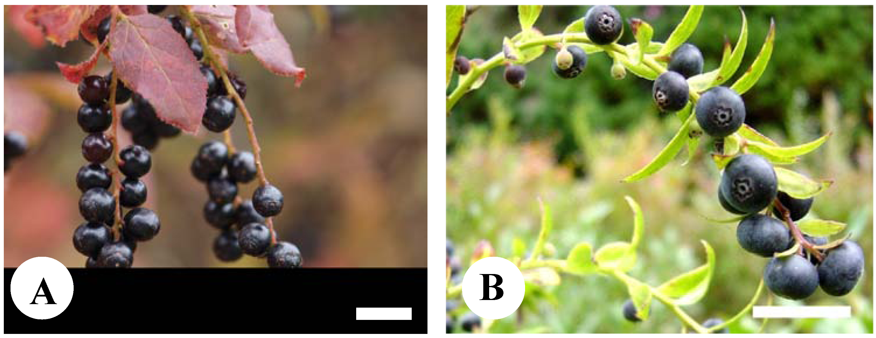 Plants 02 00057 g001